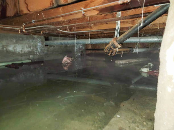 Best Mold removal after water damage  in Harrington Park, NJ